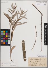 Foto von Salix eleagnos Scop.